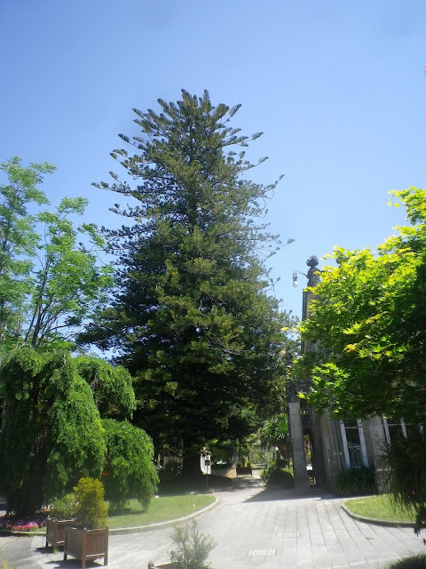 Norfolk Island Pine