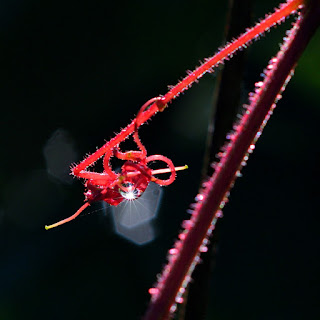 red tendril spiral knot with dew drops