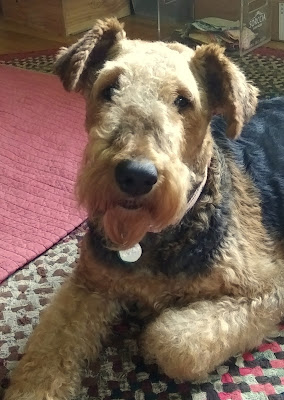 Airedale Nona