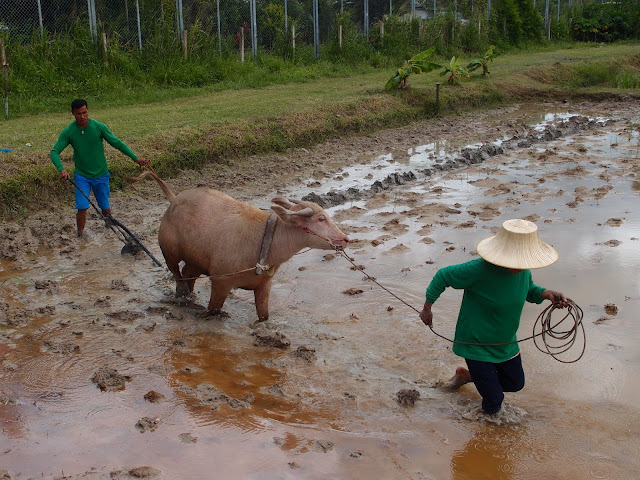 working in the farm