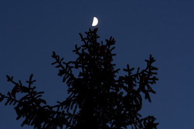 moon in tree twilight