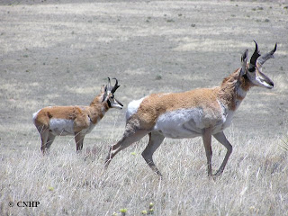 Antilocapra americana