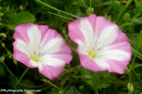 Field Bindweed