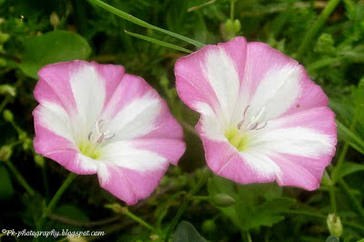 Field Bindweed