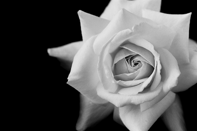 Black Rose Wallpaper on By Thelonggoodbye August 17 2008 Black And White Rose Wallpaper