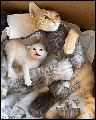 Cute cats. Mama cat trying to breastfeed 5 kittens. Too much is too much!
