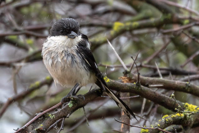 Fiscal Flycatcher in the rain