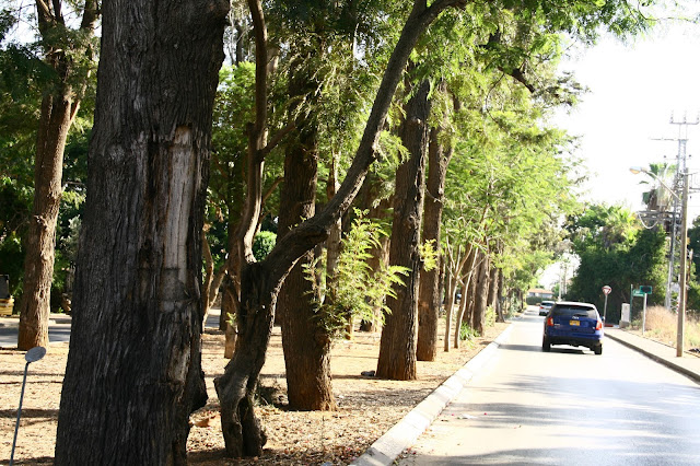 שדרת עצי הגרוילאה בקדימה, צילום אורנה לבנה. רחוב חנקין קדימה