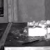 Mouse cleaning up his shed every night captured on video