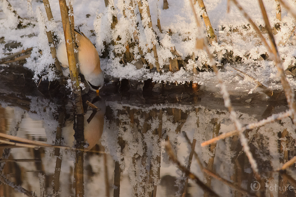 Roohabekas, Panurus biarmicus, Bearded Reedling, roovilbas, Parrotbill, Tit, habekas, vilbas