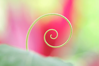 pastel pinks and green bokeh background green tendril swirl, spiral