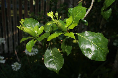 Gardenia thunbergia - Tree gardenia - White gardenia care and culture