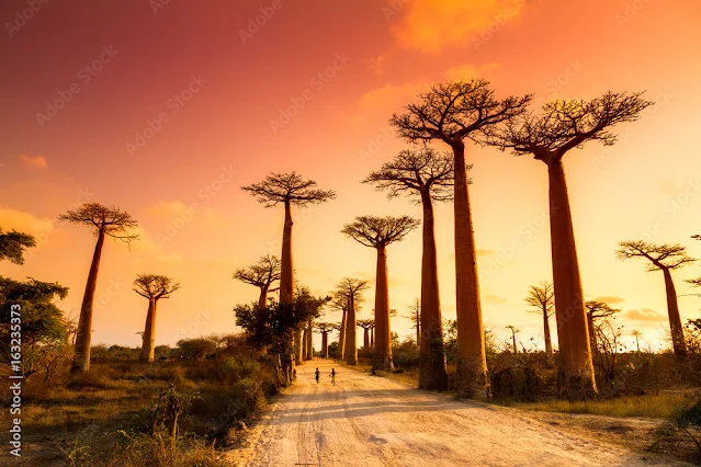 madagascar