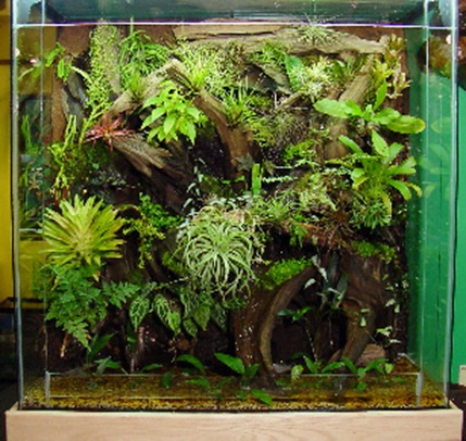 terrainium3