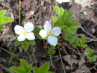 Plaquebière - Rubus chamaemorus - Chicoutai - Chicouté