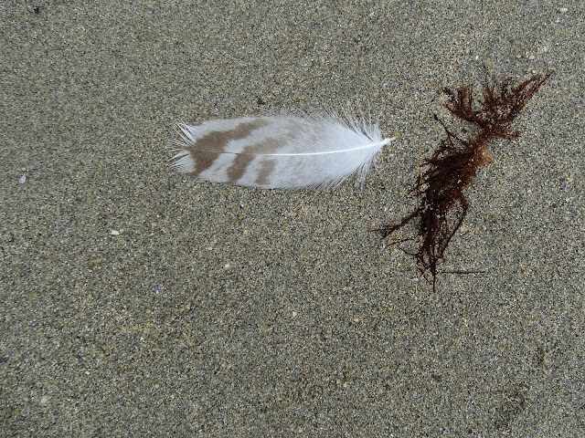 "sustancias oceánicas, algas, plumas"