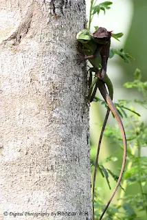 Green Crested Lizard - Copulation