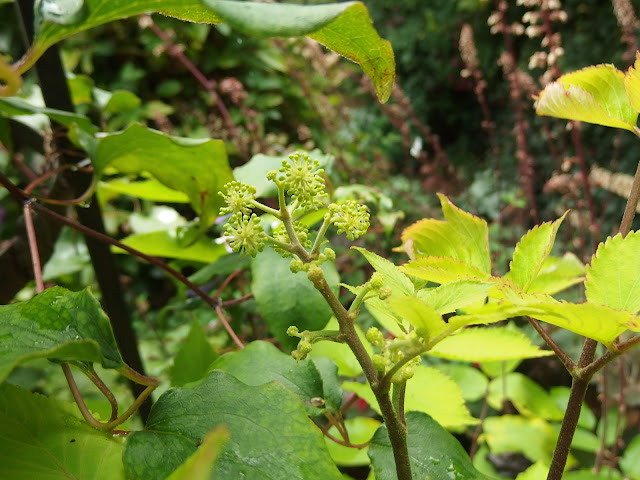 The tiny ivy-like flowers of my mystery shrub