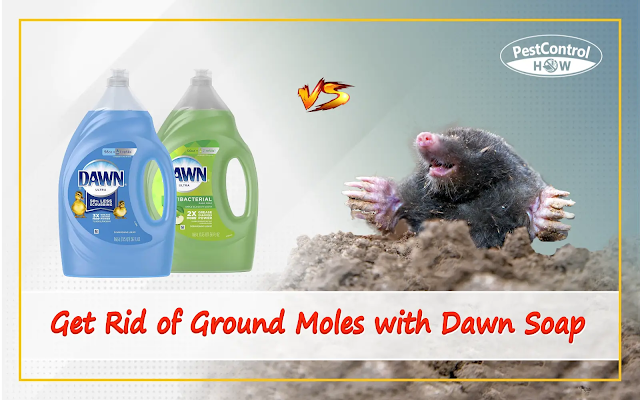 how-to-get-rid-of-ground-moles-with-dawn-soap