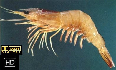 HD Prawn 1080p