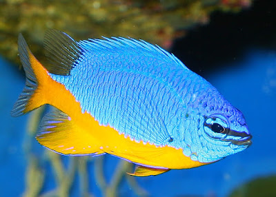 Azure Damselfish Photos