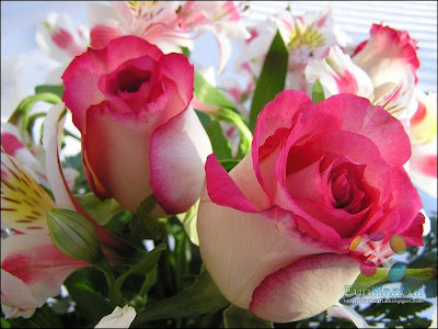 Love Flowers Pictures on Flowers On Line   Beautiful Roses For Your Desktop And Loved Ones