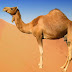 The Camel