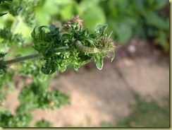 DSCF0047