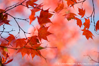 Japanese Maple