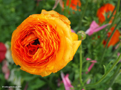 Orange Ranunculus by welaughindoors