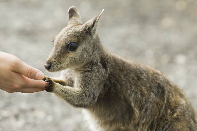 baby wallaby