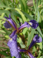 Setosa