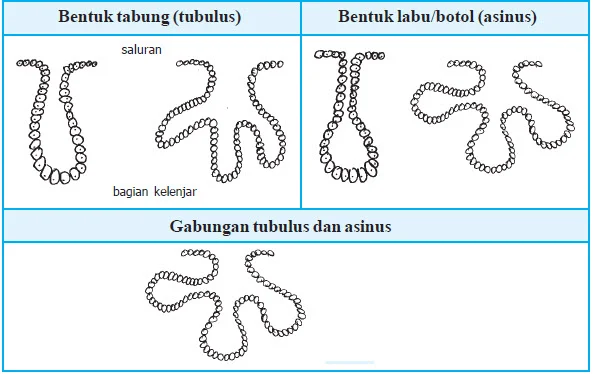 tubulus