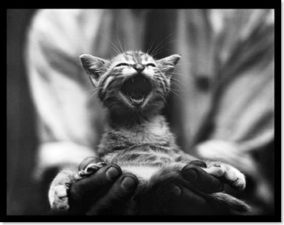 gatinho gargalhando