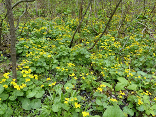 Populage des Marais - Caltha palustris