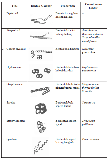 Perbedaan Ciri Ciri Archaebacteria dan Eubacteria dan Jenis