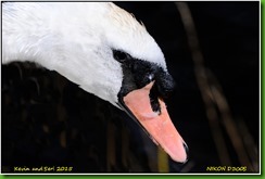RSPB Middleton Lakes - August