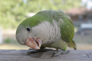 Quaker Parrot, Petri Peering into Camera Lens