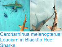 https://sciencythoughts.blogspot.com/2018/12/carcharhinus-melanopterus-leucism-in.html