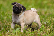 Pug Puppy Pictures