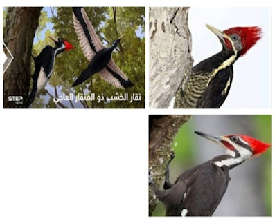 عظمة الرحمن في خلق طائر نقار الخشب The greatness of God in creating a woodpecker bird  معلومات عن طائر نقار الخشب وأنواعه