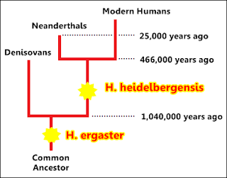 phylogenetic tree