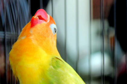 Settingan Lovebird Paud/ Balibu Semoga Rajin Ngekek Panjang