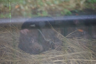 多摩動物公園のタスマニアデビル