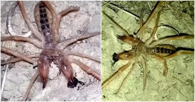 Σπάνια αράχνη-σκορπιός εμφανίστηκε στα Τρίκαλα και προκαλεί τρόμο στους κατοίκους