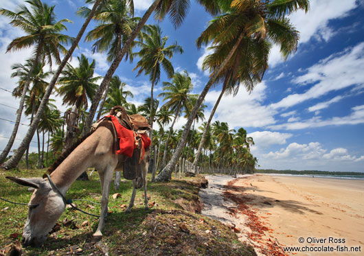 Brazil Vacation Spots, Beach Vacation Spots