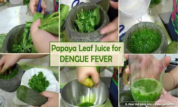 How To Use Papaya Leaf Juice To Treat Dengue Fever In 48 Hours