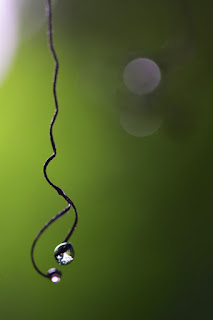 Dried tendril hanging with water drop