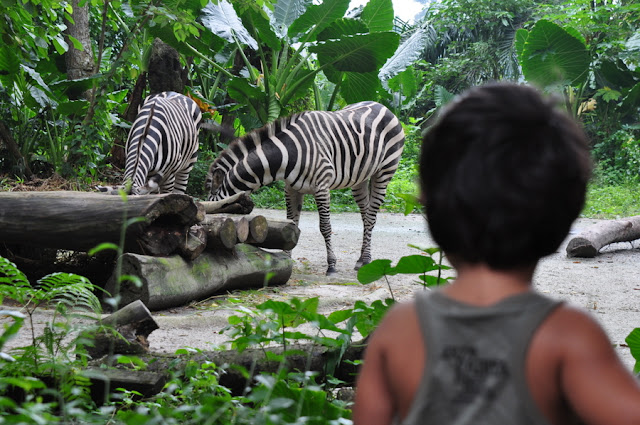 Singapore Zoo