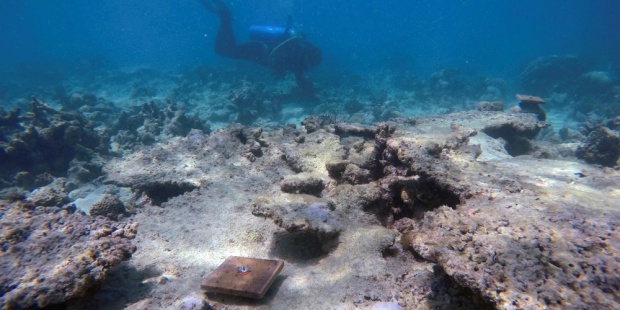 Australia teme un nuevo blanqueo de corales en la Gran Barrera de Arrecifes